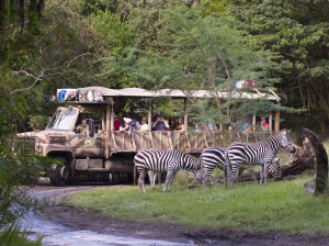 Animal 4 kilimanjaro