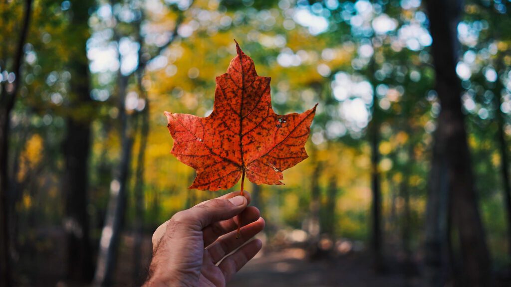 programa de Co-op no Canadá